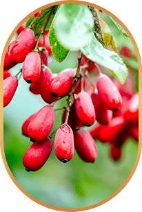 Berberine — botanical compound noted in metabolic research