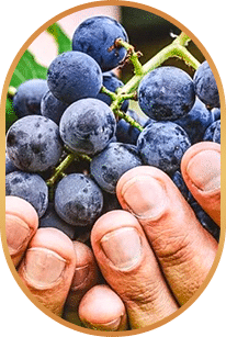 Resveratrol — polyphenol widely studied for health support