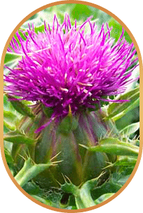 Silymarin (milk thistle) — liver support nutrient